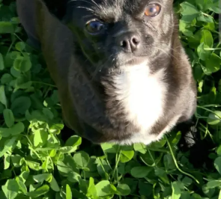 Recherche personne pour garder mon chien