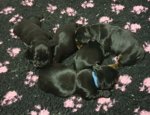 Chiots Cocker Anglais LOF à Réserver à REVIGNY
