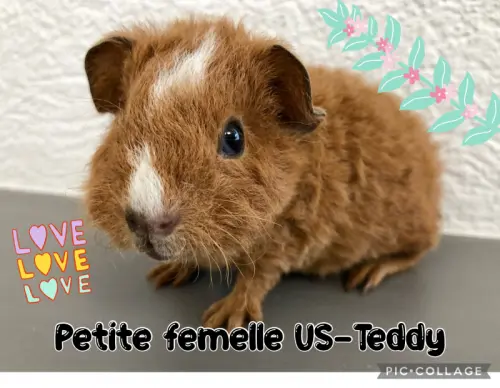 Magnifiques bébés cochons d’Inde US-Teddy à Monthey