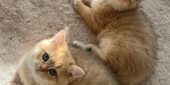 Chatons British shorthair mâle