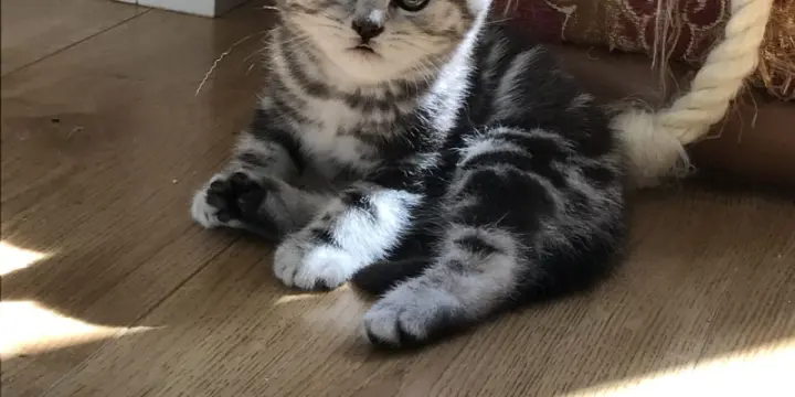 Chaton british shorthair