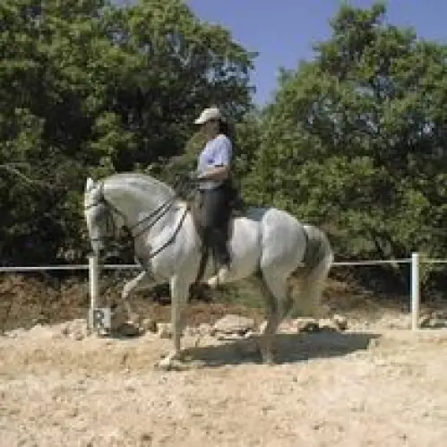 Pension pour chevaux en France  15min frontière de Fahy à Glay