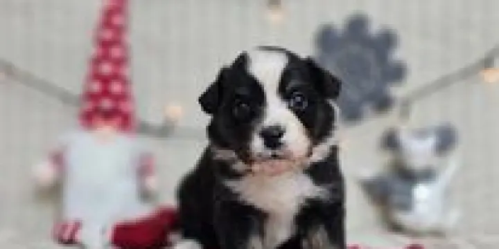 Chiots bergers australiens LOF à réserver