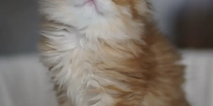 Chaton british longhair golden blh kitten