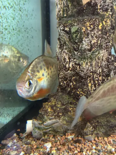 Piranhas altidoralis à Lens