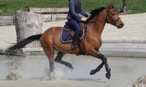 Demi-pension sur cheval à Laconnex à laconnex