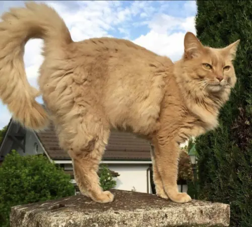 CHAT PERDU à Gland