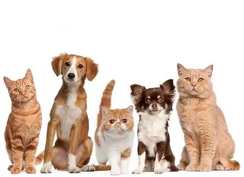 Conseiller/ère en Alimentation pour Chiens et Chats à Morges