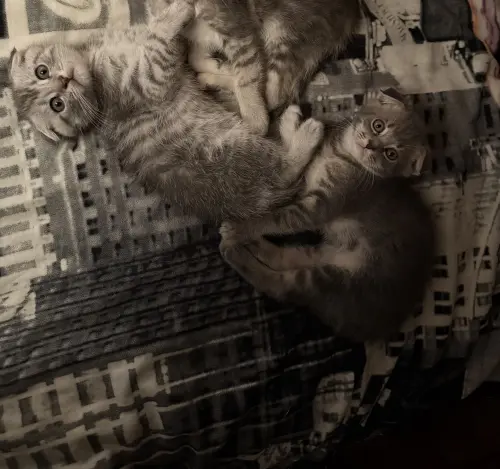 2 chatons un mâle et une femelle né le 29 mars 2025 à Monthey