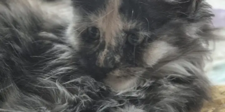 Maine Coon femelle née le 1.08.2024