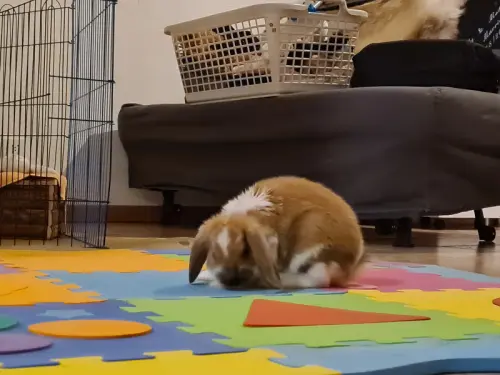 Lapines béliers a donner à St-Blaise