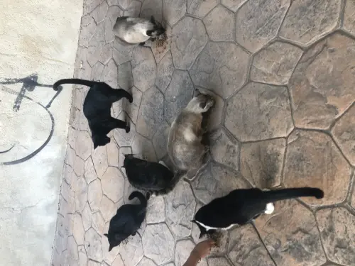 Cat sitting pour votre chat à Lausanne