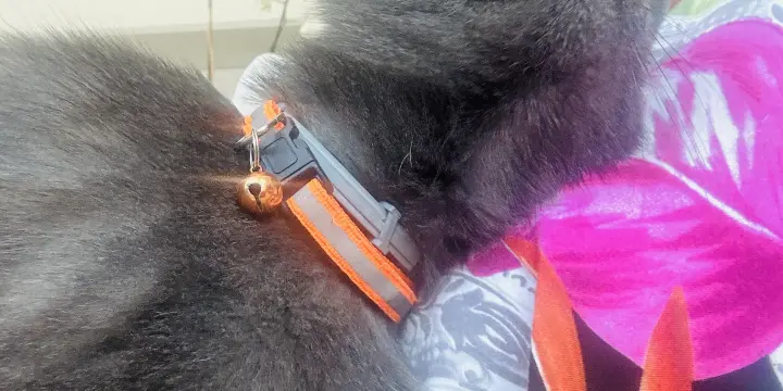 Garde chat / Pension chats