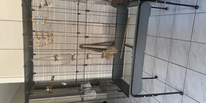 Cage pour perruche ou petit perroquet