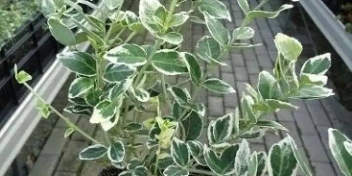 Plantes tapissantes - Dès CHF 1.80/pce