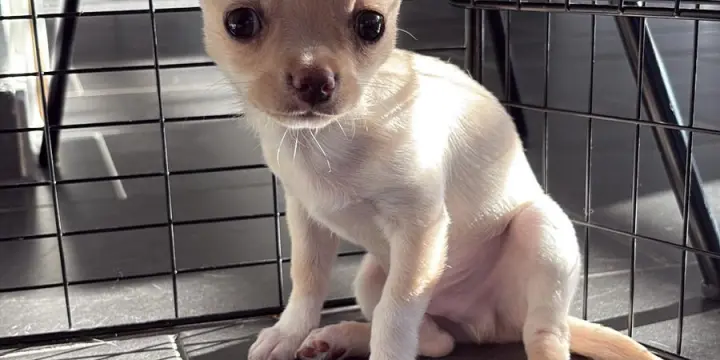 Chiots chihuahuas, poils courts