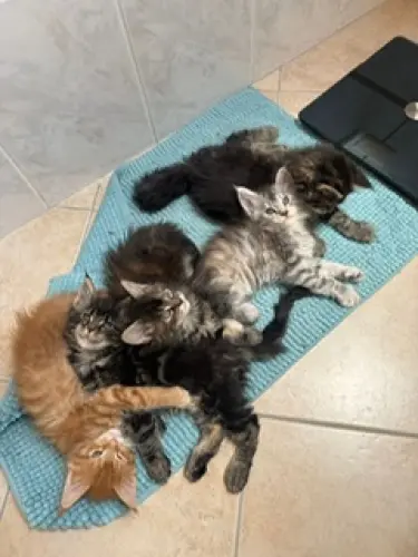 A vendre chatons Maine Coon pure race à Pampigny
