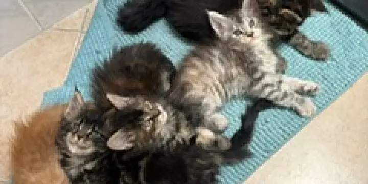 A vendre chatons Maine Coon pure race