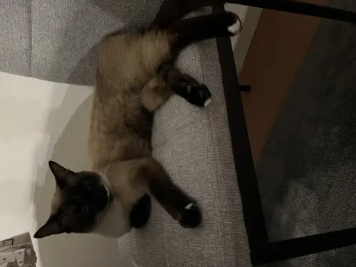 Je vends chat à Grande Lance