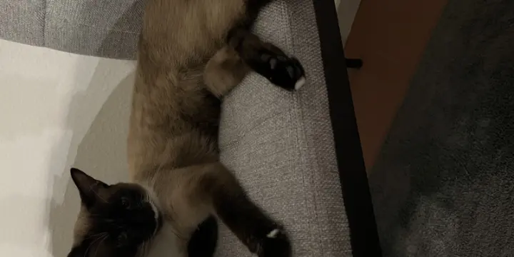 Je vends chat