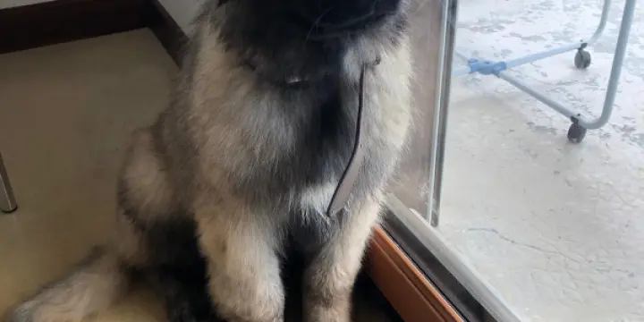 Magnifique chiot femelle Serra da Estrela