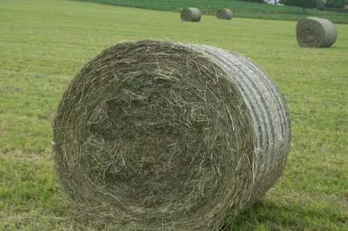 Vente de paille et du foin. à Versailles