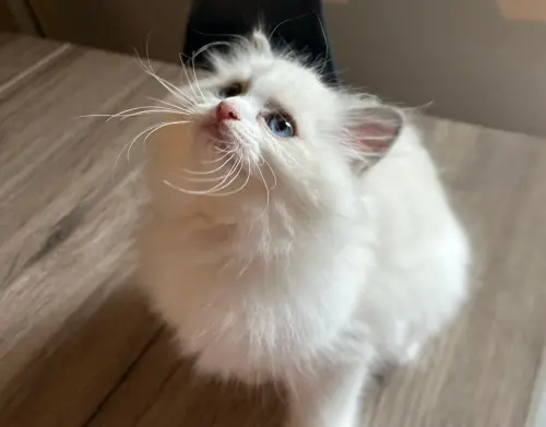 Deux adorables chatons de 3 mois à donner  🐱❤️