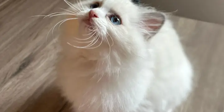 Deux adorables chatons de 3 mois à donner  🐱❤️