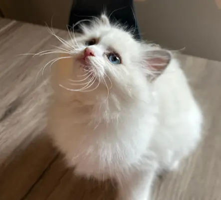 Deux adorables chatons de 3 mois à donner ...