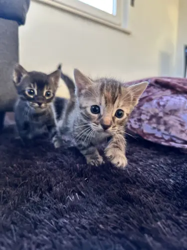 Magnifiques Bengal mix à Bassecourt