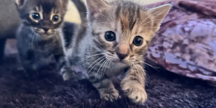 Magnifiques Bengal mix