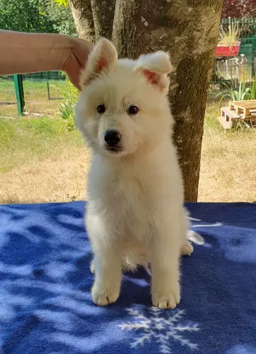 Chiot Berger Blanc Suisse LOF Disponible à REVIGNY