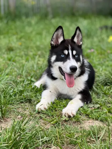 Chiots Husky x samoyède à Morrens