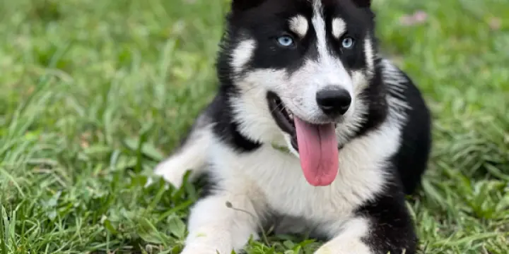 Chiots Husky x samoyède