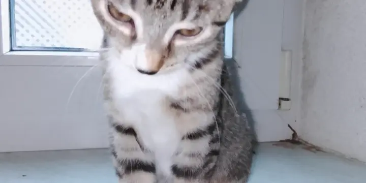 Tigrou et Tigrette