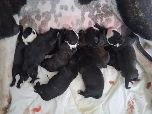 Chiots Staffie Staffy à Orbe