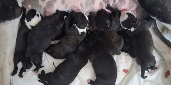 Chiots Staffie Staffy