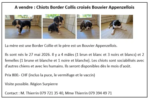 Chiots Boder Collis croisés Bouvier Appenzellois à Praratoud / Surpierre
