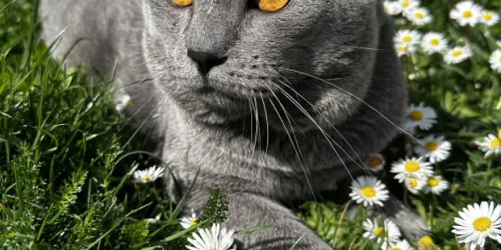 Kenzo du Paradis Dior disponible pour saillie