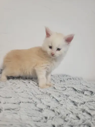 Maine coon à Lamboing