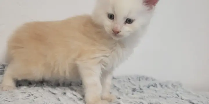 Maine coon