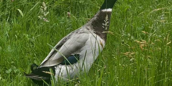 Mâle Canard Coureur Indien 4 ans à donner - Giffers FR