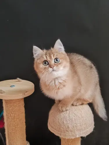 Chatons croisés British-Persan à STE FOY LES LYON