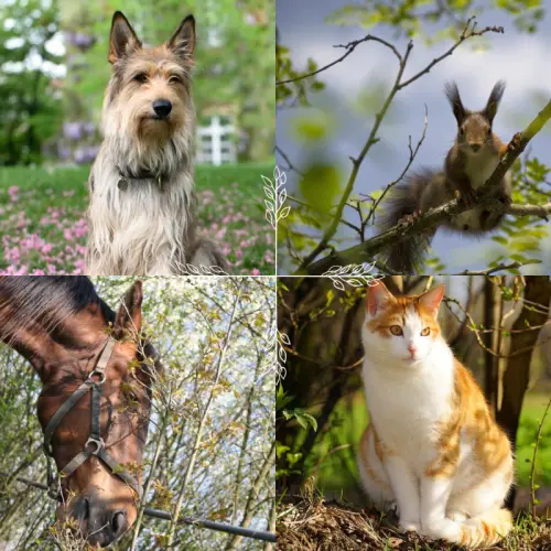 Acupressure | Naturopathie animalières à Ecuvillens