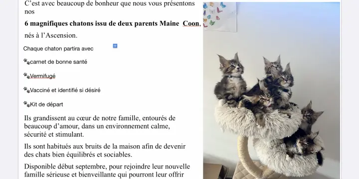 Chaton de race Maine Coon