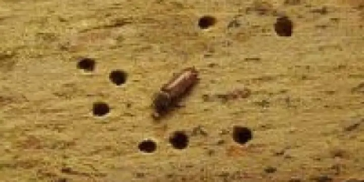 Des trous dans votre bois ?