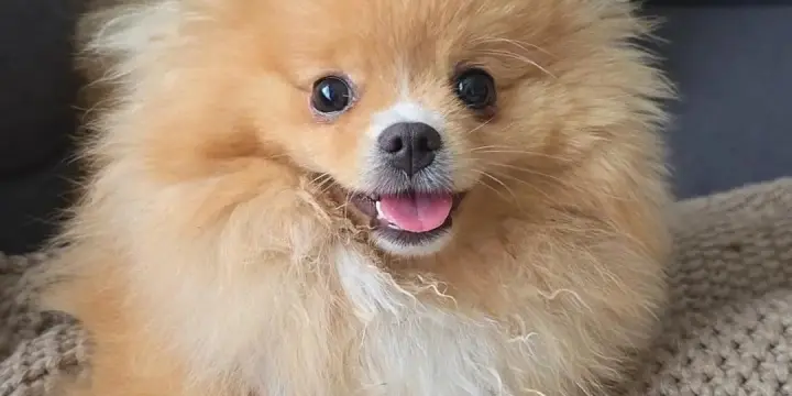 LOULOU DE POMÉRANIE