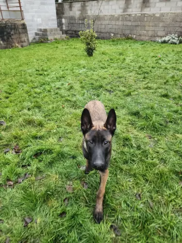berger belge a vendre à carouge