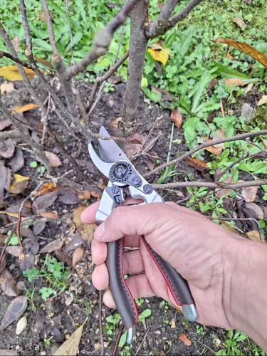 Cours de taille d'arbres et d'arbustes
