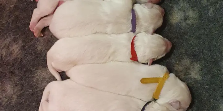 Chiots Berger Blanc Suisse LOF à Réserver
